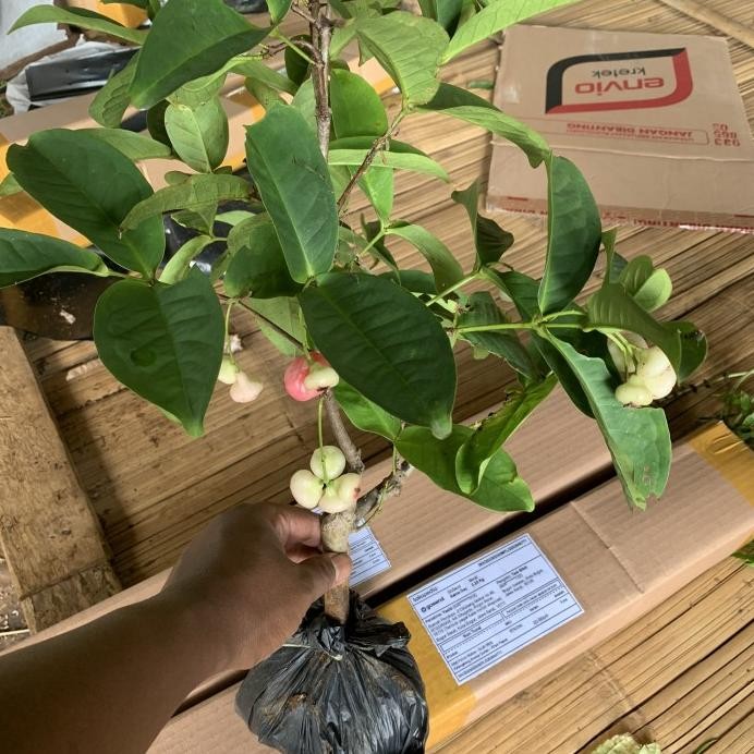 

Terlaris Bibit Pohon Buah Jambu Air Kancing Merah Tabulampot Tabulapot