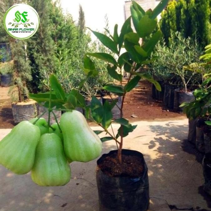 

Terlaris Bibit Pohon Jambu Air Madu Deli Merah Dan Hijau