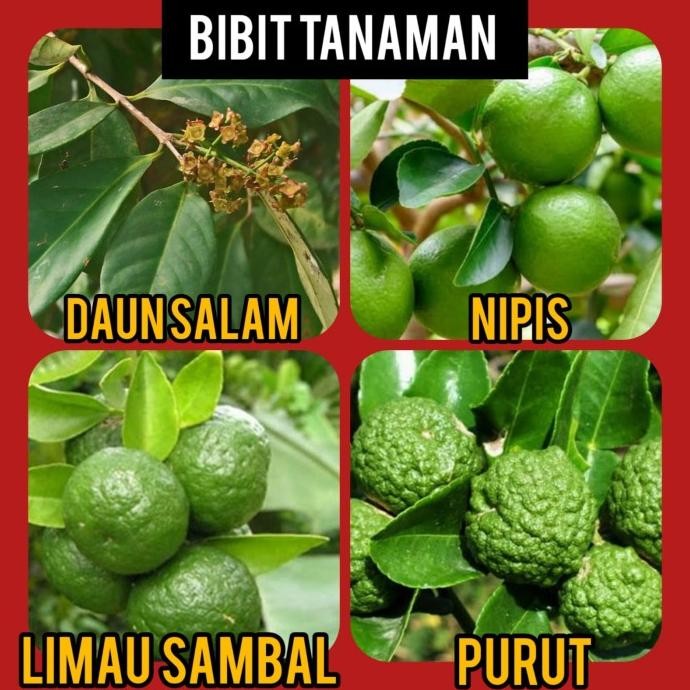 

Terlaris Paket 4 Bibit Daun Salam, Jeruk Nipis, Limo, Purut