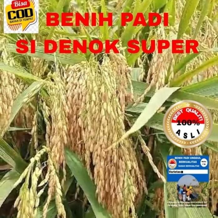 

Terlaris Benih Padi Sidenok Super Montok 2Kilo