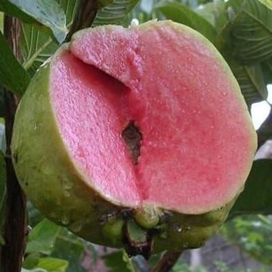 

Terlaris Bibit Jambu Sukun Merah Tanpa Biji - Seedless Non Biji