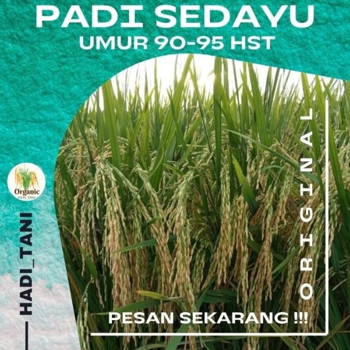 

Terlaris Benih Padi Premium Sedayu Kemasan 5Kg