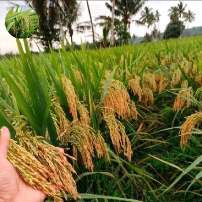 

Terlaris Benih Bibit Padi Agt 303 1Kg