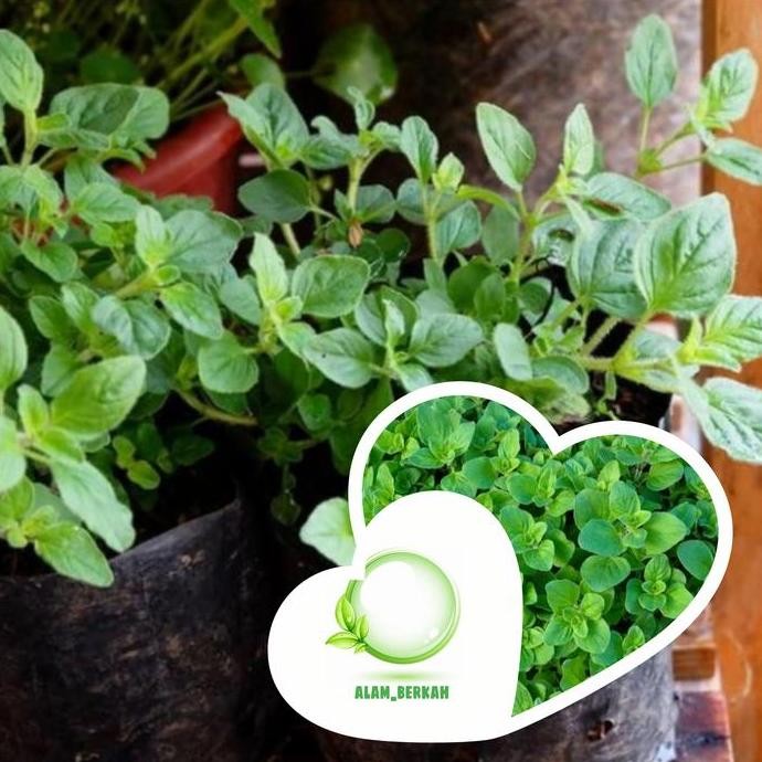 

Terlaris Bibit Tanaman Oregano/Tanaman Herbal Oregano