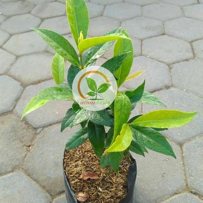 

Terlaris Bibit Pohon Daun Salam Sayur Pewangi Masakan