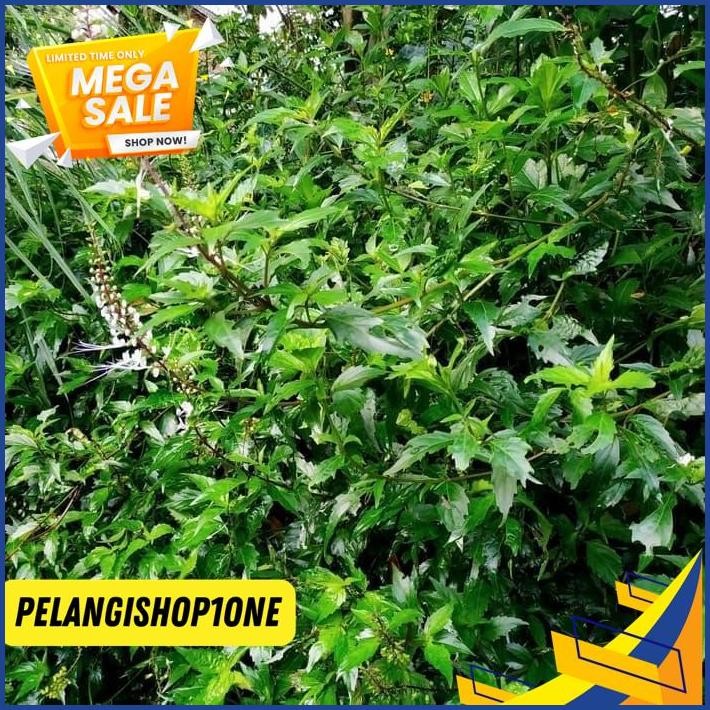 

DAUN KUMIS KUCING SEGAR PER 20 LEMBAR OBAT BATU GINJAL BEST SELLER