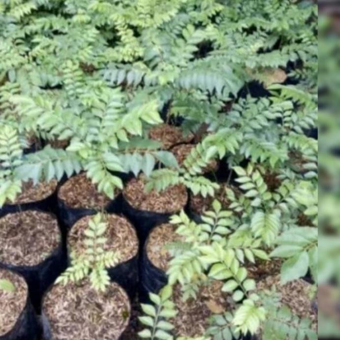 

Terlaris Bibit Daun Kare Atau Salam Koja