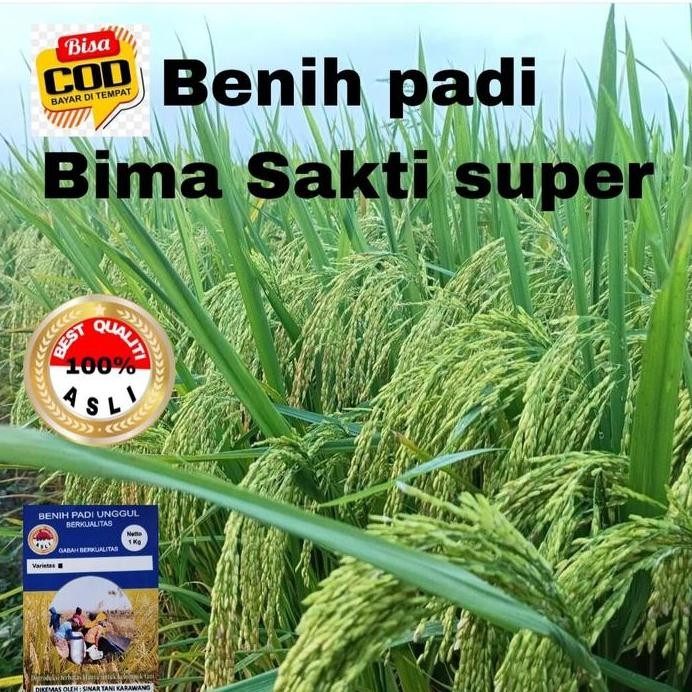 

Terlaris Benih Padi Bima Sakti Super Unggul Berkualitas 1Kg