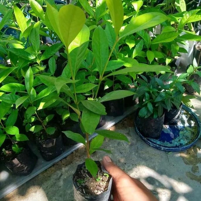 

Terlaris Bibit Pohon Daun Salam (Paket Isi 5)