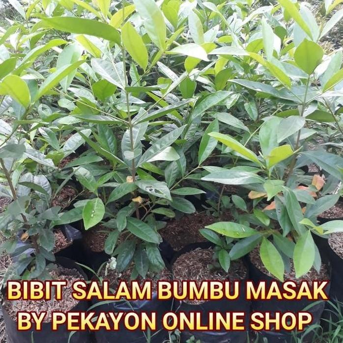 

Terlaris Bibit Daun Salam Tanaman Daun Salam