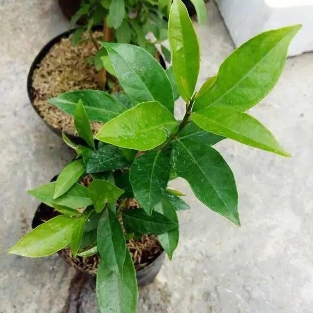 

Terlaris Bibit Pohon Daun Salam Bumbu