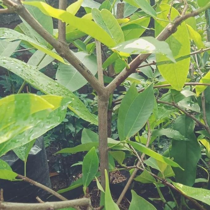 

Terlaris Bibit Cangkok Jambu Air Kingrose Asli