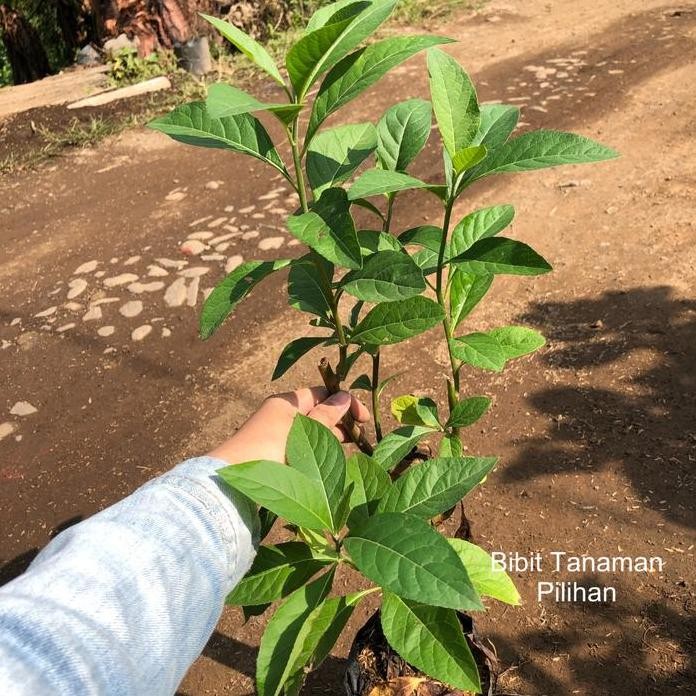 

Terlaris Tanaman Insulin Afrika Daun Bibit Pohon Klorofil Herbal Sambung Nyawa