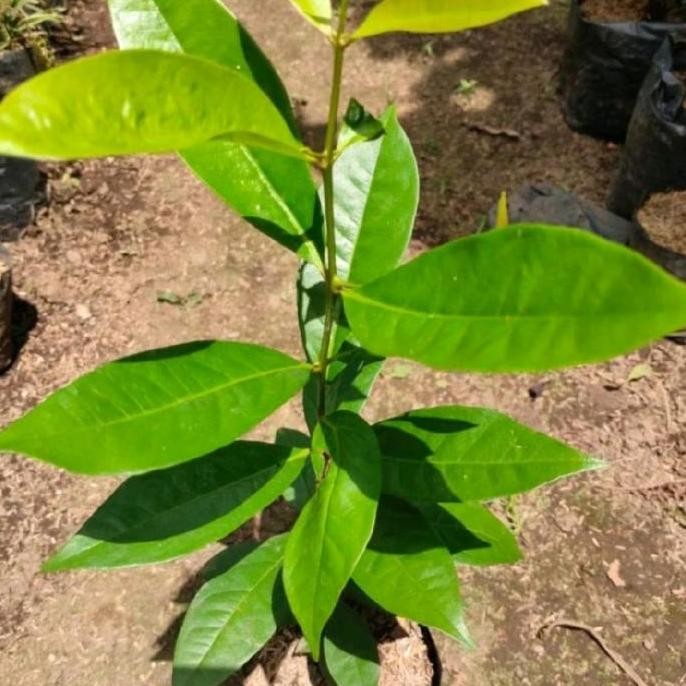 

Terlaris Bibit Tanaman Daun Salam Siap Diorder
