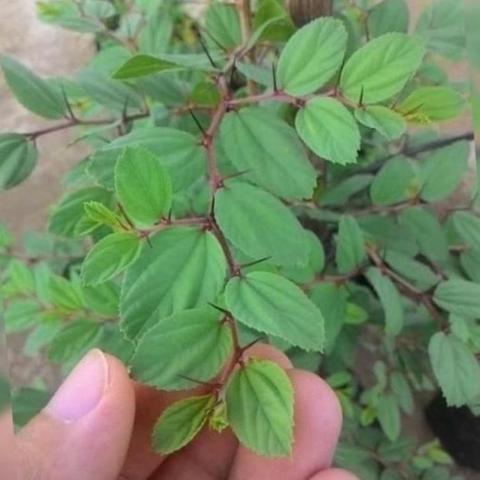 

Terlaris Tanaman Herbal Daun Bidara Arab / Bibit Pohon Bidara Arab Tanaman Herb