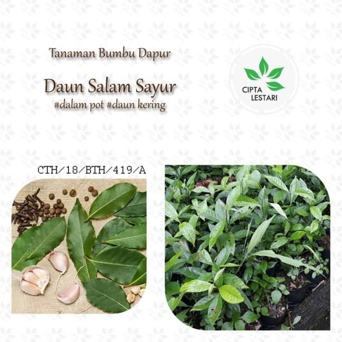 

Terlaris Paket 3 Bibit Pohon Daun Salam Sayur - Tanaman Herbal Bumbu Dapur