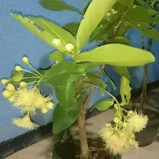 

Terlaris Paket 3 Bibit Buah Jambu Air Berbunga - Segera Berbuah - Bibit Cangkok
