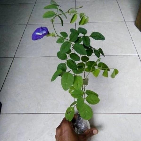 

Terlaris Bibit Tanaman Bunga Telang Herbal