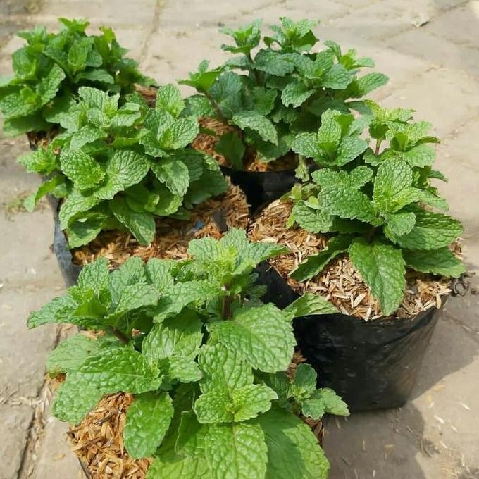 

Terlaris Tanaman Herbal Daun Mint