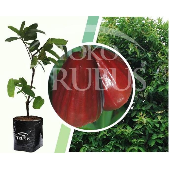 

Terlaris Bibit Tanaman Buah Jambu Air Dalhari