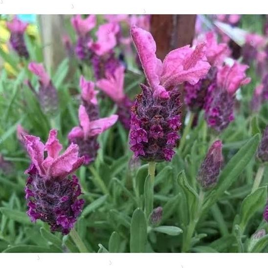 

Terlaris Tanaman Herbal Lavender Gold Creek