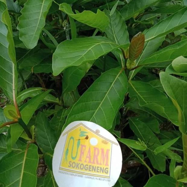 

Terlaris Bibit Pohon Gempol Untuk Bonsai Dan Tanaman Hias Serta Tanaman Herbal Keluarga Toga