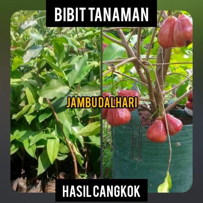 

Terlaris Bibit Jambu Air Dalhari Hasil Cangkok