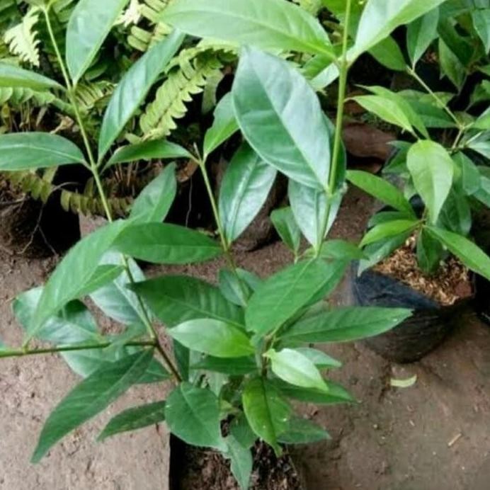 

Terlaris Bibit Pohon Daun Salam Sayur