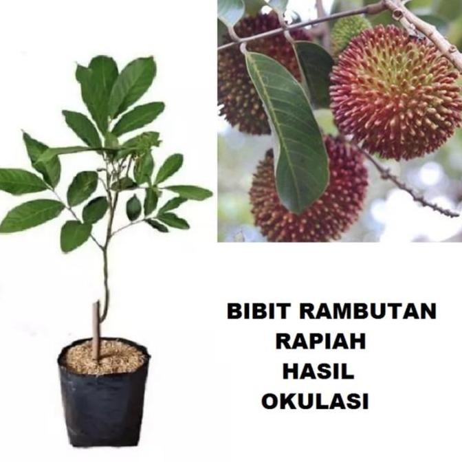 Bibit rambutan rapiah aceh / Pohon rambutan okulasi / cangkok ISTIMEWA