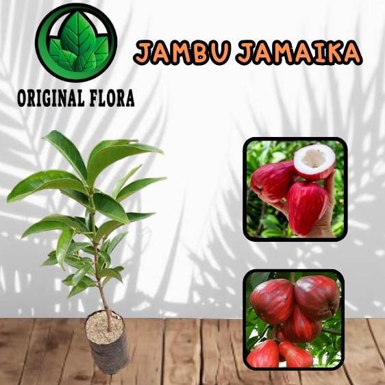 Terlaris Bibit Jambu Jamaika Jambu Jamaica Pohon Jambu Jamaika