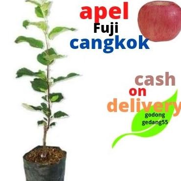 VIRAALL Bibit Apel Fuji Merah cangkok benih pohon tanaman buah buahan PREMIUM