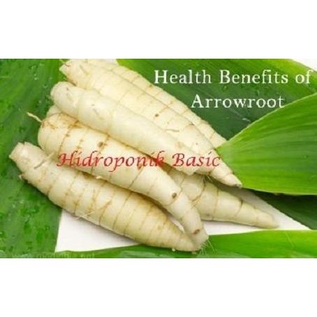 

Terlaris Arrowot / Tanaman Garut / Sagu Garut / Tanaman Herbal