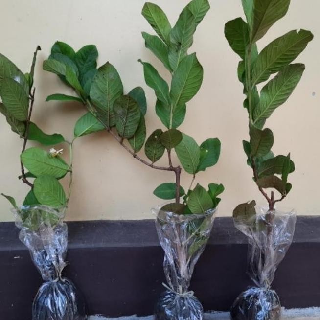 

Terlaris Bibit Jambu Siumik Pala Cangkok