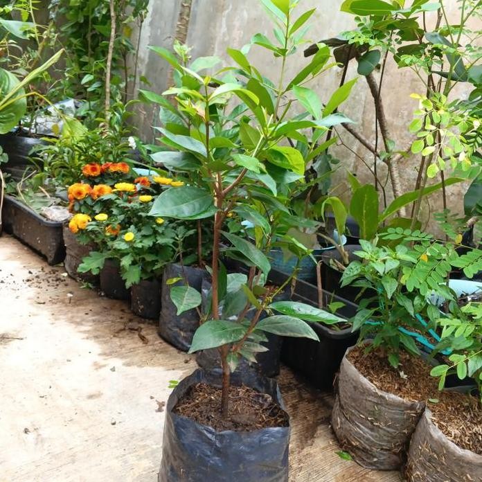 

Terlaris Hayuk Ngebon! | Bibit Daun Salam - Indonesian Bayleaf - Syzygium Polyanthum | Tanaman Rempah Aromatik