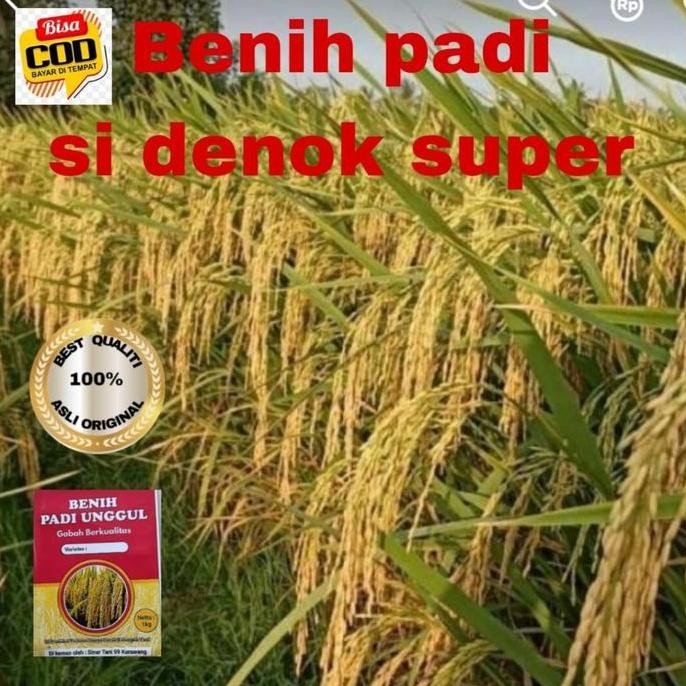 

Terlaris Benih Padi Unggul Ciherang Si Denok Kualitas 1Kg