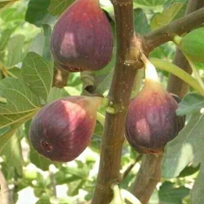 bibit buah tin blue gaen cangkok benih pohon tanaman buah di dalam pot PREMIUM