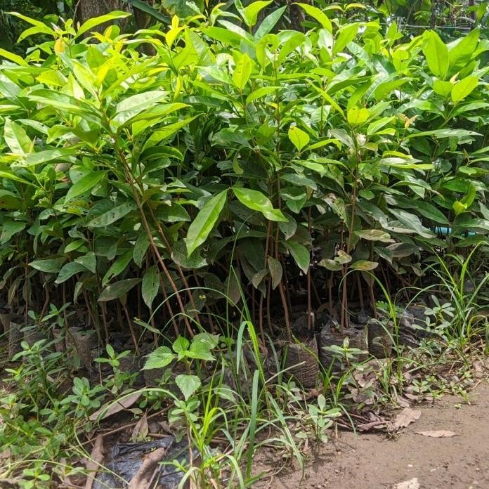 

Terlaris Bibit Tanaman Daun Salam Untuk Bumbu Masakan