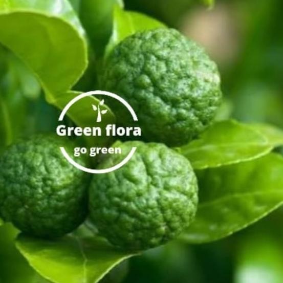 pohon jeruk limo sudah berbuah-bibit pohon jeruk limau berbuah NNNN PREMIUM