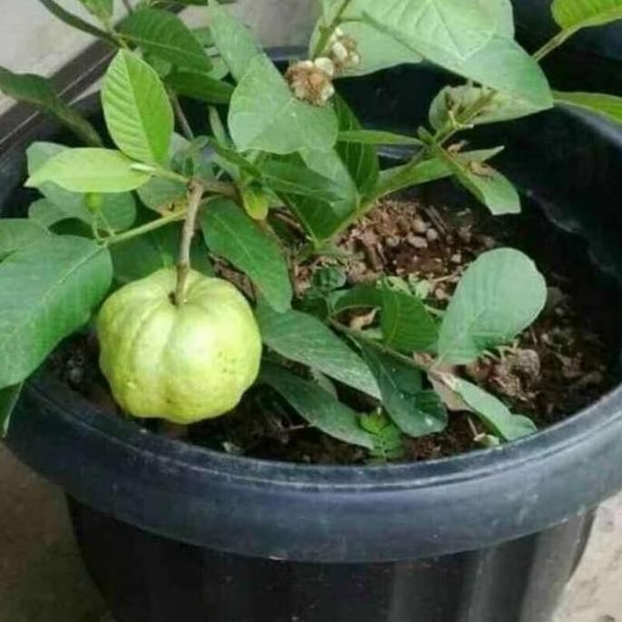 

Terlaris Bibit Jambu Kristal Kondisi Berbunga / Berbuah