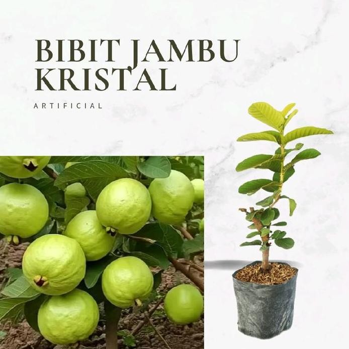 

Terlaris Bibit Jambu Kristal Tinggi 60-70Cm