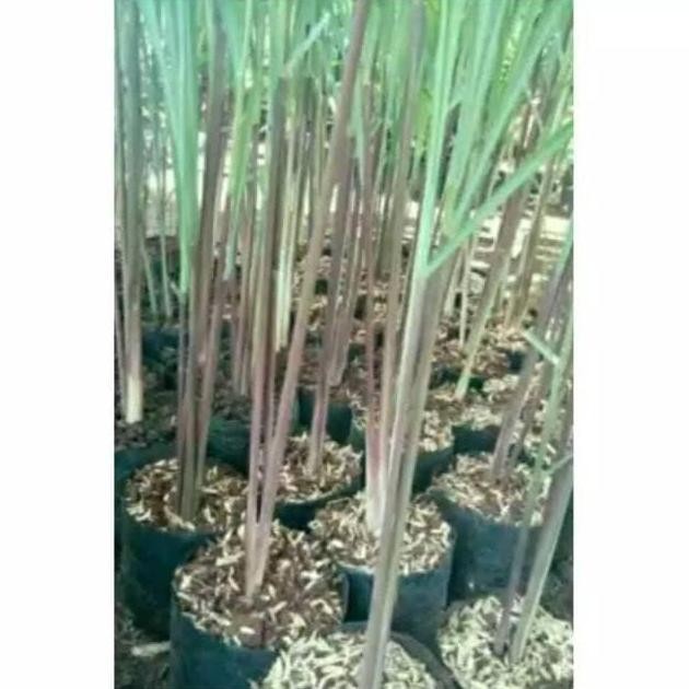 

Terlaris Tanaman Herbal Sereh Merah