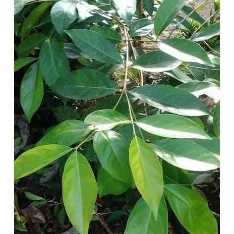 

Terlaris Bibit Tanaman Daun Salam Siap Tanam