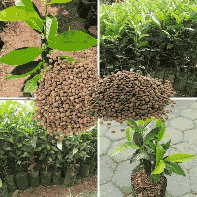 

Terlaris Paket Hemat 5 Bibit Serenty Seeds Herbal & Tanaman Daun Salam [20-30]