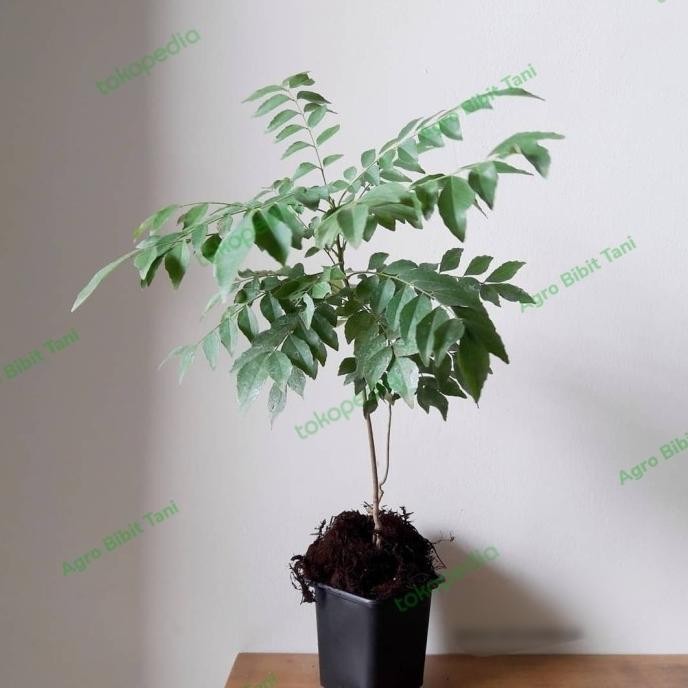 

Terlaris Bibit Pohon Daun Kari-Daun Kare-Temurui-Salam Koja-Tanaman Pohon Kare