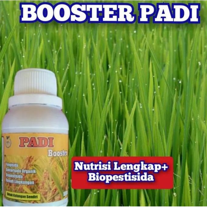 

Terlaris Obat Penambah Bobot Padi - Booster Padi Besar Buah Dan Berat - Pupuk Penutrisi Padi Besar Berat