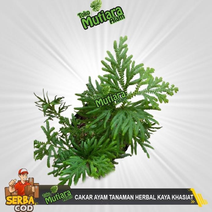 

Terlaris Cakar Ayam Tanaman Herbal Kaya Khasiat Mutiara Alam