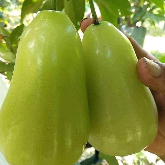

Terlaris Bibit Jambu Green Giant/ Buto Ijo