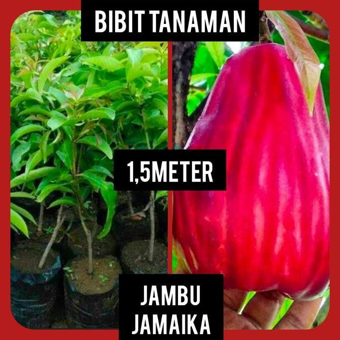 

Terlaris Bibit Jambu Jamaika 1.5 Meter Up