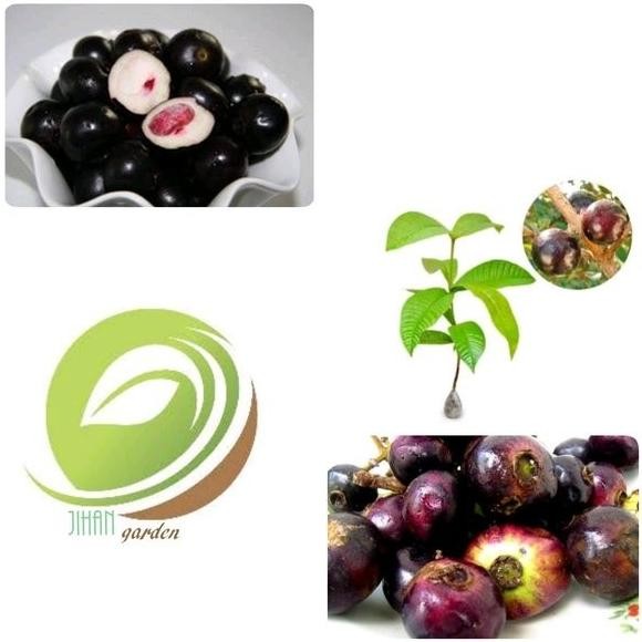 bibit tanaman buah kupa-pohon kupa-gowok-langka berkhasiat untuk obat PREMIUM