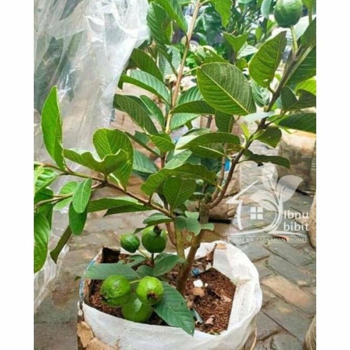

Terlaris Bibit Buah Jambu Kristal Cangkok Sudah Berbuah / Berbunga
